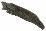 Fossil Pygmy Sperm Whale (Kogiopsis) Tooth #90430-1